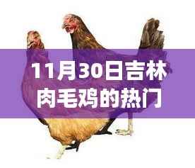揭秘吉林肉毛鸡市场，11月30日热门价格动态分析