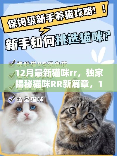 独家揭秘，12月最新猫咪RR时尚潮流与养宠秘籍，猫咪RR新篇章开启🐱