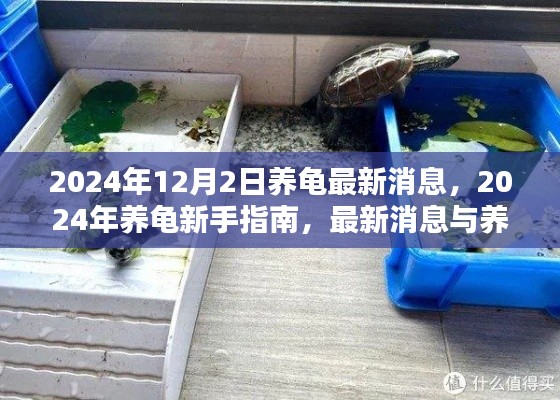 2024年养龟最新消息与技巧全解析,新手养龟指南