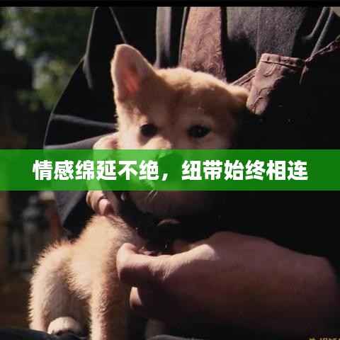 情感绵延不绝，纽带始终相连
