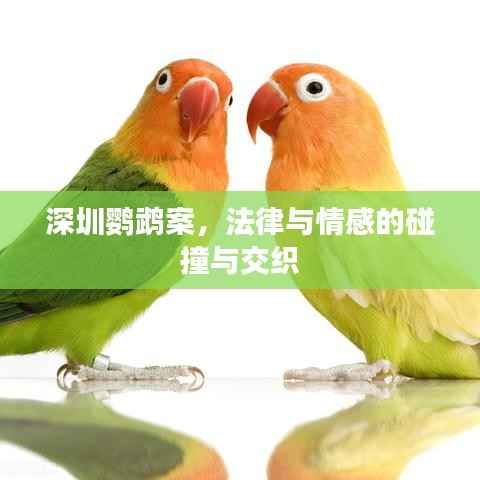 深圳鹦鹉案,法律与情感的碰撞与交织