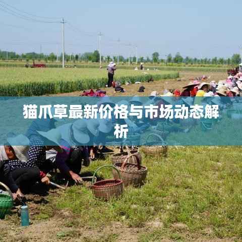 yishisanniao 第8页