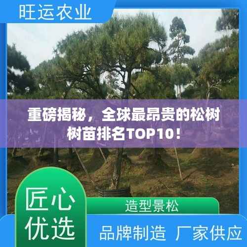 重磅揭秘,全球最昂贵的松树树苗排名TOP10!