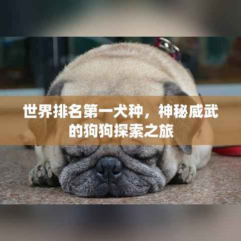 世界排名第一犬种,神秘威武的狗狗探索之旅