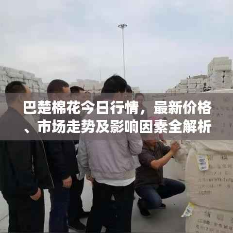 巴楚棉花今日行情,最新价格、市场走势及影响因素全解析