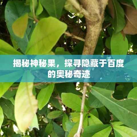揭秘神秘果,探寻隐藏于百度的奥秘奇迹
